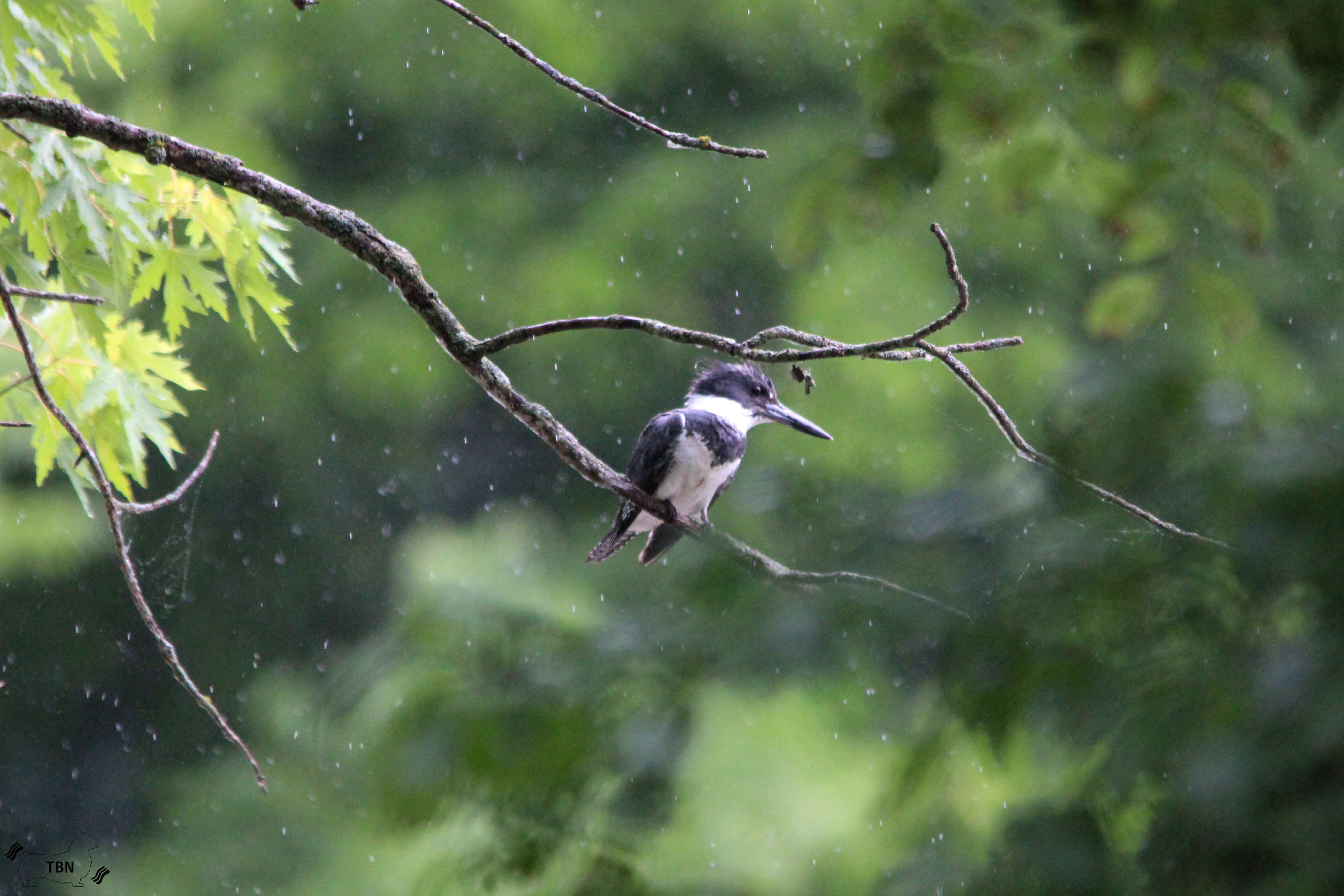 Belted Kingfisher